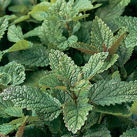 Lemon Balm