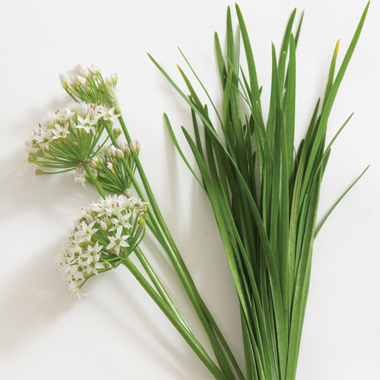 Garlic Chives