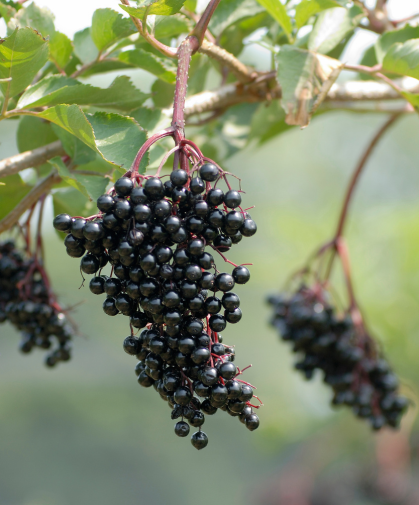 Elderberries