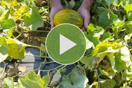 video on when piel de sapo melons are ready to harvest