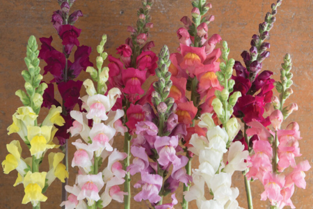 Johnny's Potomac Mix Group 3-4 Snapdragon 