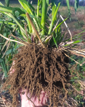 rhizosheath