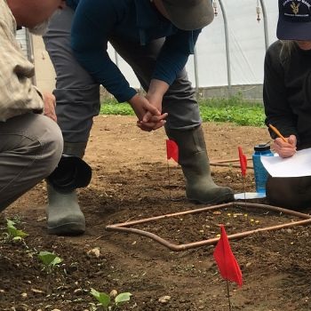 Organic Weed Control Methods