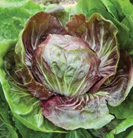 Indigo radicchio