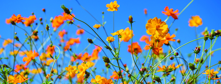 orange flowers in a field