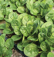 Tarsier spinach