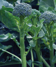 Sibsey mini broccoli
