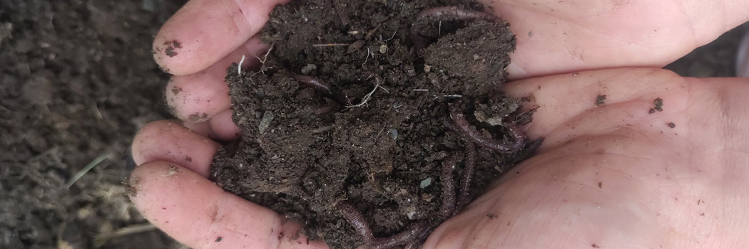 soil with worms in it
