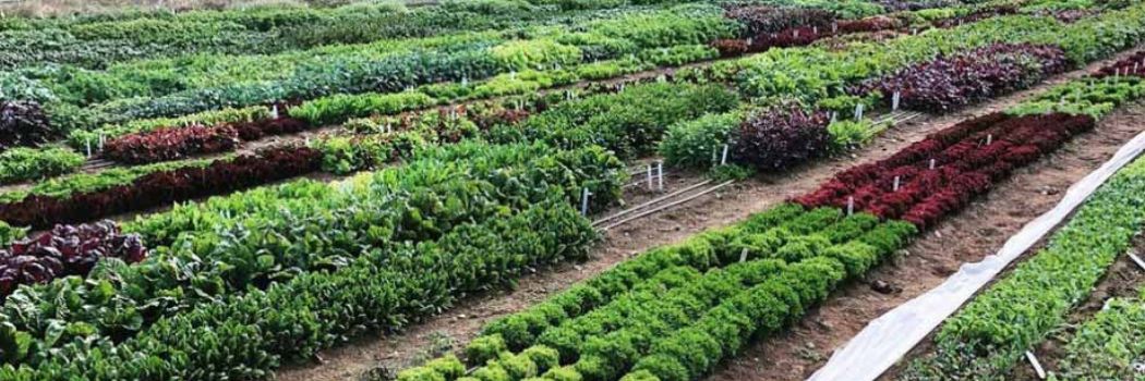 Succession Planting Intervals for Vegetables Succession Planting Intervals for Vegetables