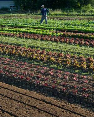 Succession-planted head lettuces Field of succession-planted head lettuce
