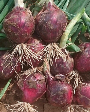 Red Spring Onions