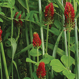 How to Grow Fall Green Manure Mix