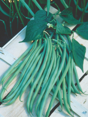 Fortex pole bean