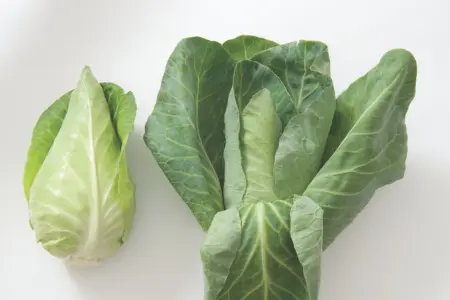 Watch our video on fresh eating cabbages