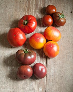 Modern Heirloom-like Varieties Modern Heirloom-like Varieties