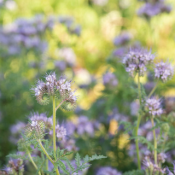 phacelia