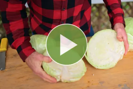 Watch our video on Botran cabbage