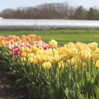 Tulip Harvesting Program