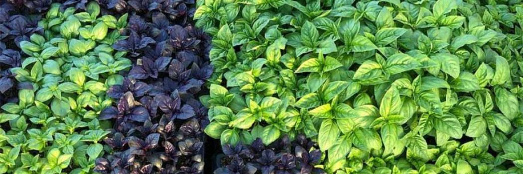 Succession Planting Intervals for Herbs Succession Planting Intervals for Herbs
