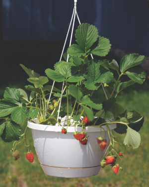 seascape strawberry in hanging basket