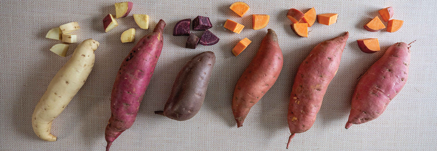 Webinar: Rooted Knowledge: Sweet Potatoes from Slip to Storage