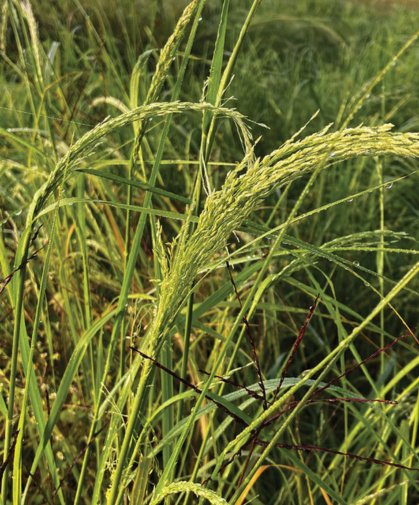 Teff