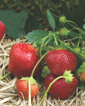 galetta strawberries
