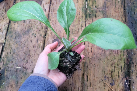 flower seedling in soil block