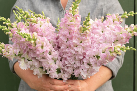 Legend Light Pink Snapdragon
