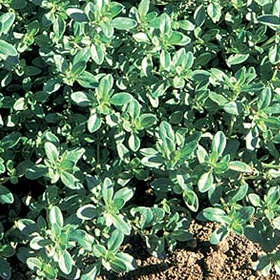 Thyme from Seed