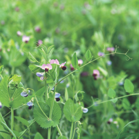 How to Grow Legumes