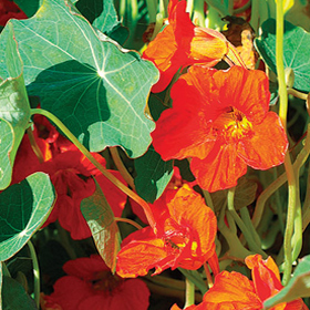 How to Grow Nasturtium