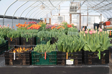 4 crates of tulip bulbs in different stages of forcing