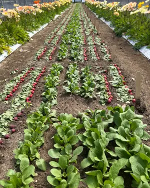 radish trials laid out in high tunnel at Johnny's Research Farm