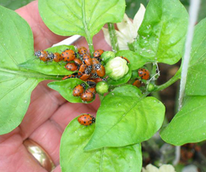 Integrated pest management