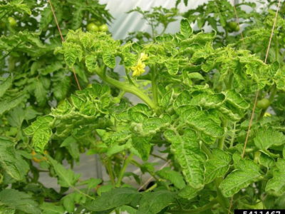 Verticillium wilt