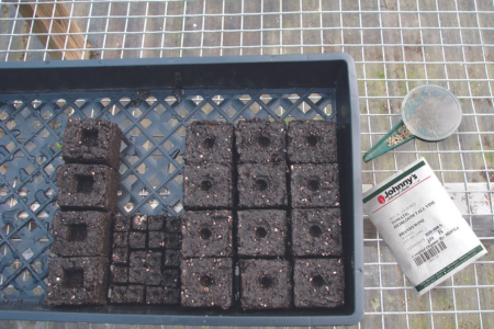 The indentations in these soil blocks are made with dibbles.
