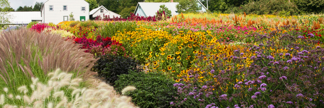 Succession Planting Intervals for Flowers Succession Planting Intervals for Flowers