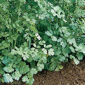  Cilantro/Coriander