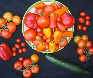 Crop variety & quality for protected culture