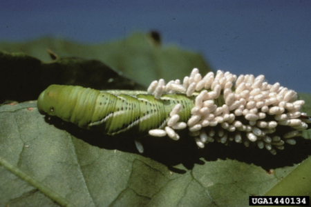 tobacco hornworm parasitized by braconid wasp