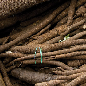 How to Grow Burdock Root