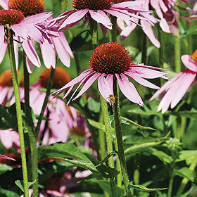 Echinacea