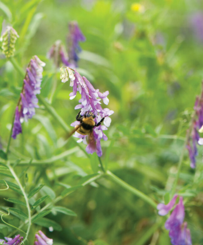 Hairy vetch cover crop