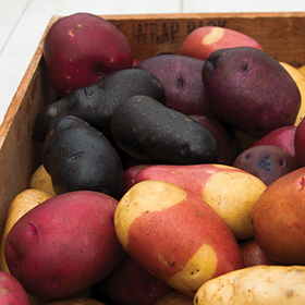 How to Grow Potatoes