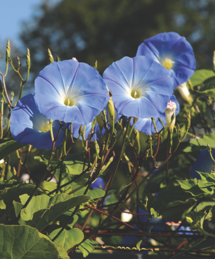 Blue morning glory flowers.