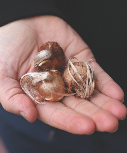 Saffron corms (bulb).