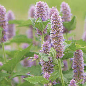   Anise Hyssop