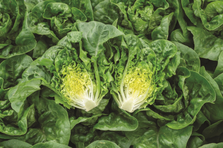 Gatsbi mini head lettuce