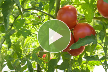 video thumbnail - unity slicer tomato